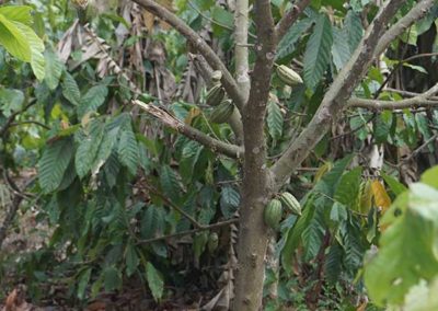 ein-kakaobaum